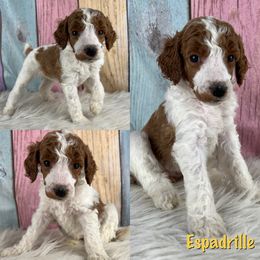 Espadrille - Parti Poodle puppy in Swansboro, North Carolina from Monarch Standard Poodles