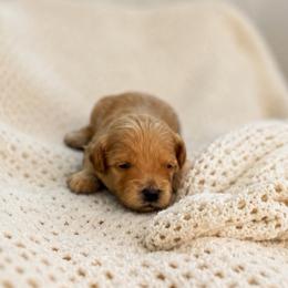 Teddy - Red male Maltipoo puppy in St. George, Utah from Winchester Hills Poodles and Doodles