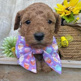 Butter - (Butter Pecan) - Gold female Bordoodle puppy in Canfield, Ohio from Poo's Doo's & Inu's