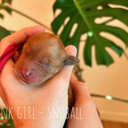 Snoball - Dark golden female Golden Retriever puppy in Salt Lake City, Utah from Pitchpine Retrievers
