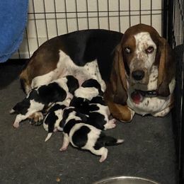 Basset Hound Puppies from 5th Day Farm