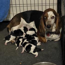 Basset Hound Puppies from 5th Day Farm