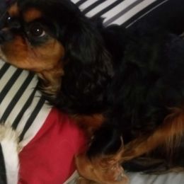 Lilly - Cavalier King Charles Spaniel