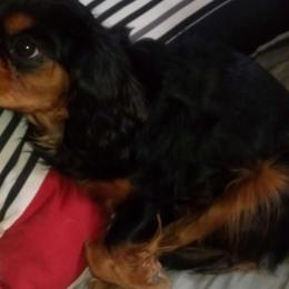 Lilly - Cavalier King Charles Spaniel