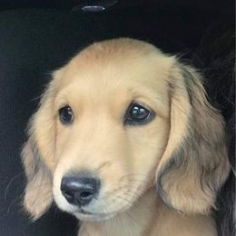 Dachshund Puppies from Dream Catcher Dachshunds