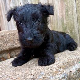 Skye - Black female Scottish Terrier puppy in Chattanooga, Oklahoma from Lottie Dottie Scottie’s and Papillons