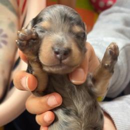 Boy 1 - Dapple male Dachshund puppy in Orem, Utah from Miekca’s Dachshunds