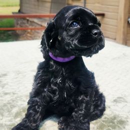 Purple Girl - Black and white female Cocker Spaniel puppy in Beggs, Oklahoma from Southern Country Cockers