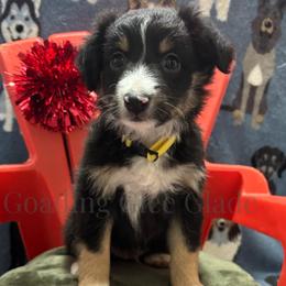 Miniature American Shepherd, Miniature Australian Shepherd, and Toy Australian Shepherd Puppies from Goading Glee Glade
