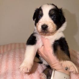 Ivy - Black tri-color female Australian Shepherd puppy in Anniston, Alabama from All Hale Aussies