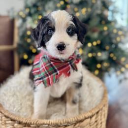 Assorted Doodle Crosses, Aussiedoodle, Australian Mountain Doodle, and Miniature Australian Shepherd Puppies from Aspen Mountain Doodles LLC