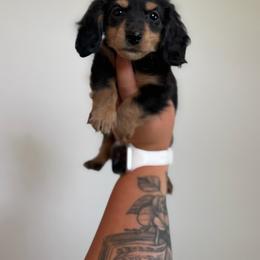 Loretta - Black and cream female Dachshund puppy in Mc Alester, Ok, Oklahoma from New Hope Miniature Dachshunds