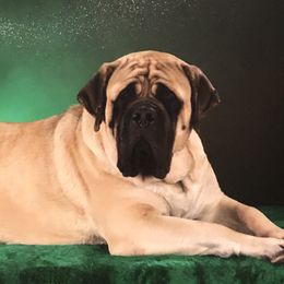 French Bulldogs and Mastiffs from Stonehaven Mastiffs and French Bulldogs