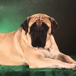 French Bulldogs and Mastiffs from Stonehaven Mastiffs and French Bulldogs
