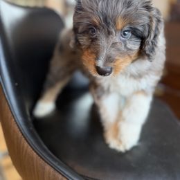 Hugo - Black and white male Aussiedoodle puppy in Lowville, New York from Adirondack Labradoodles