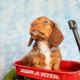 AKC-Opie Taylor - Dapple male Dachshund puppy in Bates City, Missouri from Gray Wall Dachshunds
