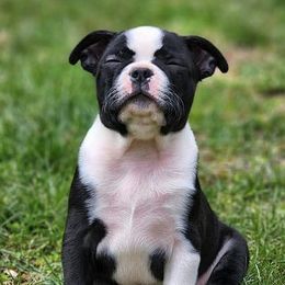 Boston Terriers, Companion Crosses, and French Bulldogs from Donna’s Bostons and Bulldogs