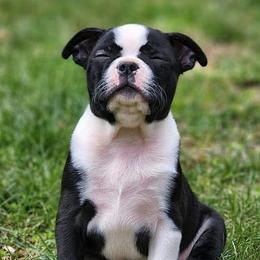 Boston Terriers, Companion Crosses, and French Bulldogs from Donna’s Bostons and Bulldogs