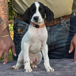 Orange collar male - Black and white male German Shorthaired Pointer puppy in New York from Bishop Kennels