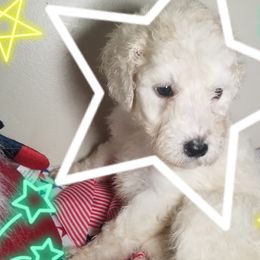 Poodle Puppies from Standard Hearts
