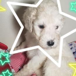 Poodle Puppies from Standard Hearts