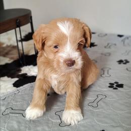 CeCe - Wheaten female Miniature Schnauzer puppy in Diana, Texas from Happy Pawz Schnauzers