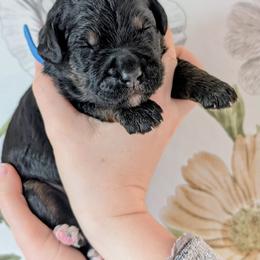 Gumbo - Phantom male Bernedoodle puppy in Beaumont, Texas from Joy's Dood Ranch