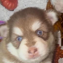 Sophie - Chocolate female Pomsky puppy in Spring Hill, Florida from PDQ Pomskies