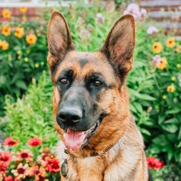 Valkyrie - German Shepherd