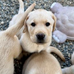 Red Collar - Yellow female Labrador Retriever puppy in Somerset, California from Cantina Labs and Cavs