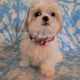 Cloud - White male Shih Tzu puppy in Silver Springs, Nevada from Meadowlyn's Dream Shih Tzu