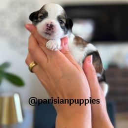 Denali - Brindle and white male Shihpoo puppy in Spring Hill, Florida from Parisian Puppies