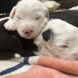 Old English Sheepdog Puppies from Walnut Ridge Farms OES