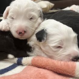 Old English Sheepdog Puppies from Walnut Ridge Farms OES