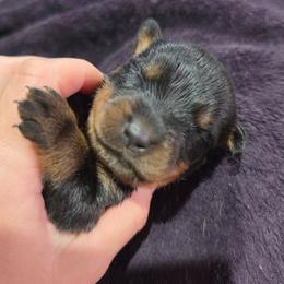 Red Boy - Black and mahogany male Rottweiler puppy in Salem, Oregon from C&C Royal Rottweilers