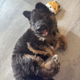 Sadie - Black and red female German Shepherd puppy in Chelmsford, Massachusetts from Farrenhaus