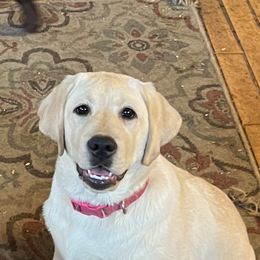 Princess Maya of the Golden Sea (Macey). - Yellow Labrador Retriever puppy in Harlan, Kentucky from Kamalot Kennels