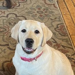 Princess Maya of the Golden Sea (Macey). - Yellow Labrador Retriever puppy in Harlan, Kentucky from Kamalot Kennels