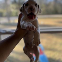 Puddles - White and liver brown male Dalmatian puppy in Hastings, Florida from Love My Spotty Dalmatians