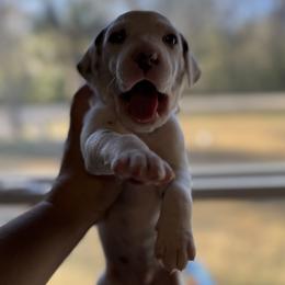 Puddles - White and liver brown male Dalmatian puppy in Hastings, Florida from Love My Spotty Dalmatians