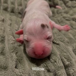 American Pit Bull Terrier Puppies from Wyngate Puppy Breeders