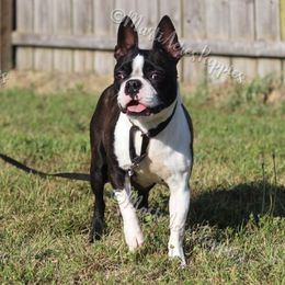 Dahlia - Boston Terrier