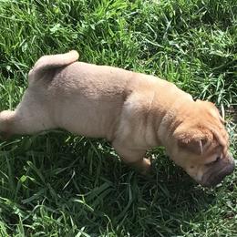 Chinese Shar-Pei Puppies from Bilderbear Shar-Pei