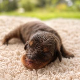 Mr. Tumnus - Brown male Bernedoodle puppy in Travelers Rest, South Carolina from Bernedoodle.do