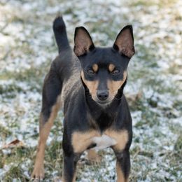 Australian Shepherds and Rat Terriers from Annette's Puppies