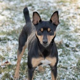 Australian Shepherds and Rat Terriers from Annette's Puppies