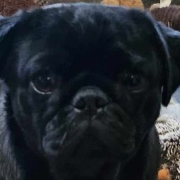 Bindy - Pug
