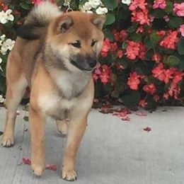 CH Gaylord's Shake It Off Sho Mai Sou (Call name Shake) - Shiba Inu