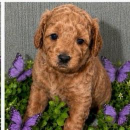 Dolly-Hot Pink - Apricot female Goldendoodle puppy in Greenville, South Carolina from Law Doodles of SC