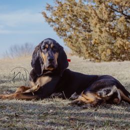 Dixie - Bloodhound